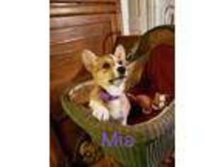 Pembroke Welsh Corgi Puppy for sale in Onarga, IL, USA