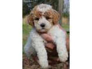 Goldendoodle Puppy for sale in Russellville, AR, USA