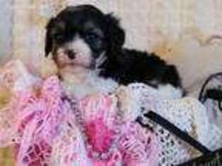 Cavachon Puppy for sale in Cadott, WI, USA