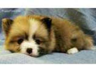 Pomeranian Puppy for sale in Yacolt, WA, USA