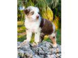 Australian Shepherd Puppy for sale in Bradenton, FL, USA