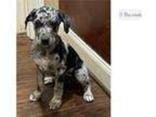 Catahoula Leopard Dog Puppy for sale in Houston, TX, USA