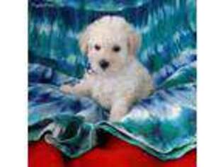 Mutt Puppy for sale in Arcadia, FL, USA