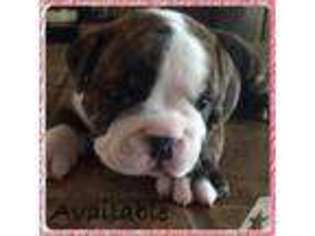 Bulldog Puppy for sale in MESA, AZ, USA