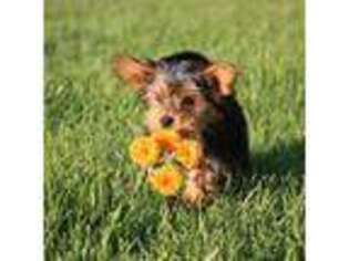 Yorkshire Terrier Puppy for sale in Newcastle, CA, USA