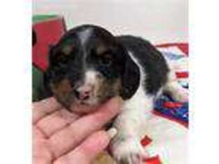 Dachshund Puppy for sale in Pomona, MO, USA