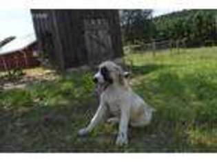 Anatolian Shepherd Puppy for sale in Black, AL, USA