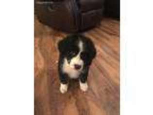 Mutt Puppy for sale in Ooltewah, TN, USA