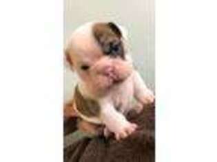 Bulldog Puppy for sale in Maiden Rock, WI, USA