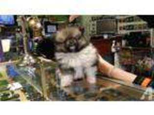 Pomeranian Puppy for sale in ANTIOCH, CA, USA