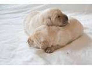 Labrador Retriever Puppy for sale in Richland, PA, USA
