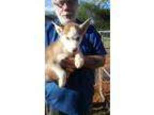 Siberian Husky Puppy for sale in Buena Vista, GA, USA