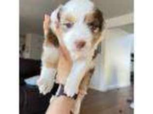 Miniature Australian Shepherd Puppy for sale in Paso Robles, CA, USA
