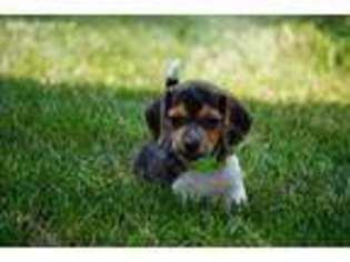 Beagle Puppy for sale in Milford, NE, USA