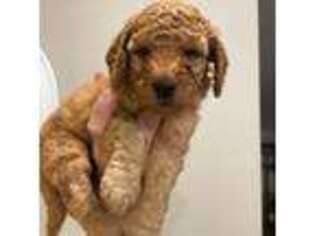 Goldendoodle Puppy for sale in Blue Ridge, VA, USA