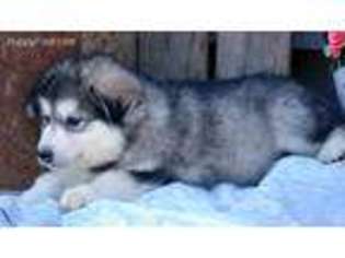 Alaskan Malamute Puppy for sale in Lagrange, IN, USA