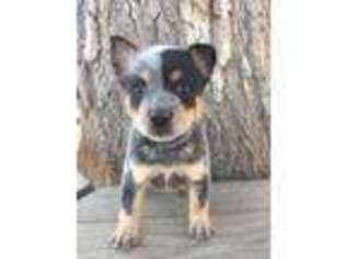 Australian Cattle Dog Puppy for sale in Paso Robles, CA, USA