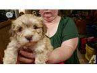 Havanese Puppy for sale in YELM, WA, USA