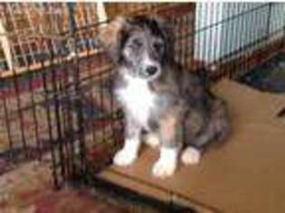 Mutt Puppy for sale in Blair, WI, USA