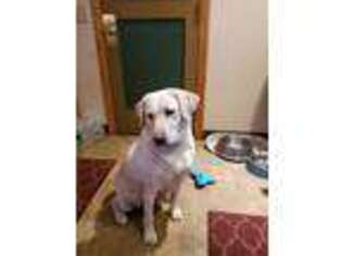 Labrador Retriever Puppy for sale in Rochester, NY, USA
