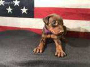 Doberman Pinscher Puppy for sale in Conway, SC, USA