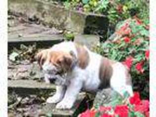 Olde English Bulldogge Puppy for sale in Stoneham, MA, USA
