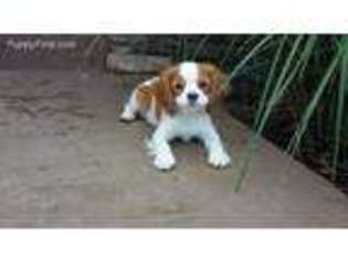 Cavalier King Charles Spaniel Puppy for sale in Port Royal, PA, USA
