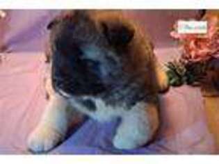 Akita Puppy for sale in Fort Wayne, IN, USA