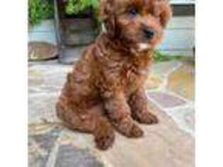 Cavapoo Puppy for sale in Spring Lake, NC, USA