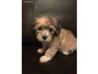 Havanese Puppy for sale in Springfield, MA, USA