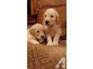 Goldendoodle Puppy for sale in FLOWER MOUND, TX, USA