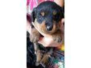 Rottweiler Puppy for sale in Mineola, TX, USA