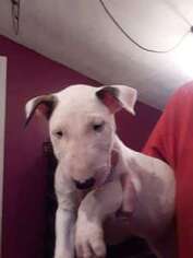 Bull Terrier Puppy for sale in Center, KY, USA