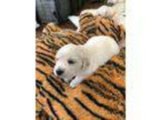 Golden Retriever Puppy for sale in Livingston, TX, USA