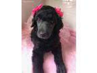 Mutt Puppy for sale in Queensbury, NY, USA