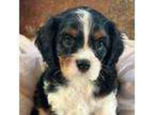Cavalier King Charles Spaniel Puppy for sale in Crawford, MS, USA