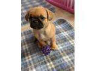 Frenchie Pug Puppy for sale in Oakville, WA, USA