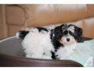 Biewer Terrier Puppy for sale in PORT ANGELES, WA, USA
