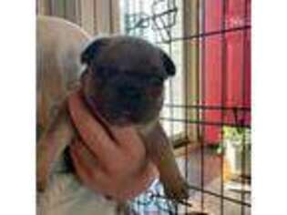 French Bulldog Puppy for sale in Fredonia, KS, USA