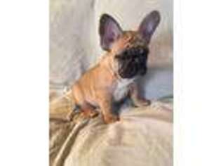 French Bulldog Puppy for sale in Middlefield, OH, USA