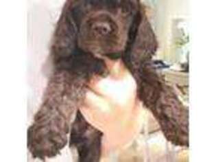 Cocker Spaniel Puppy for sale in Keizer, OR, USA