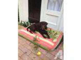 Labrador Retriever Puppy for sale in DANIA, FL, USA