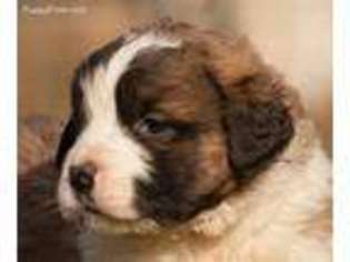 Saint Bernard Puppy for sale in Shippensburg, PA, USA