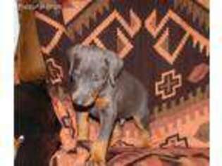 Doberman Pinscher Puppy for sale in Cassville, MO, USA