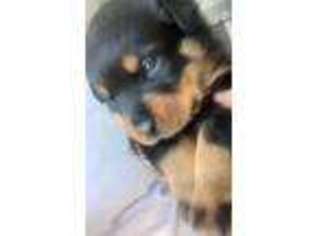 Rottweiler Puppy for sale in Stem, NC, USA