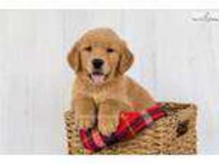 Golden Retriever Puppy for sale in Canton, OH, USA