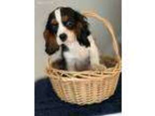 Cavalier King Charles Spaniel Puppy for sale in Homewood, IL, USA