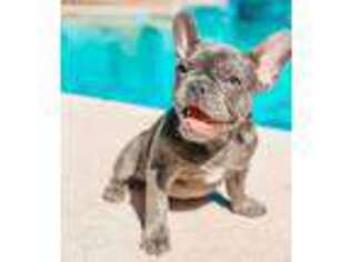 French Bulldog Puppy for sale in Medaryville, IN, USA
