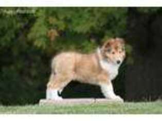 Collie Puppy for sale in Hersey, MI, USA