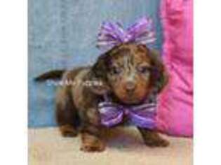 Dachshund Puppy for sale in West Plains, MO, USA